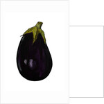 Purple aubergine by Sarah Thompson-Engels