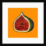 Fig on orange by Sarah Thompson-Engels