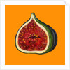 Fig on orange by Sarah Thompson-Engels