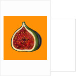 Fig on orange by Sarah Thompson-Engels