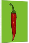 Red hot chilli pepper, 2014 by Sarah Thompson-Engels