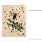 Teasel by Sarah Thompson-Engels