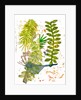 Botanical jungle, 2019 by Sarah Thompson-Engels