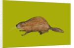 Beaver, 2014 by Sarah Thompson-Engels