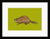 Beaver, 2014 by Sarah Thompson-Engels