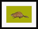 Beaver, 2014 by Sarah Thompson-Engels