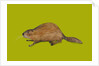 Beaver, 2014 by Sarah Thompson-Engels