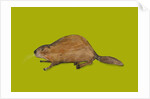 Beaver, 2014 by Sarah Thompson-Engels