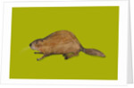Beaver, 2014 by Sarah Thompson-Engels