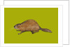 Beaver, 2014 by Sarah Thompson-Engels