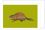 Beaver, 2014 by Sarah Thompson-Engels