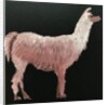 Llama, 2019 by Sarah Thompson-Engels