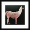 Llama, 2019 by Sarah Thompson-Engels