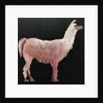 Llama, 2019 by Sarah Thompson-Engels