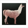 Llama, 2019 by Sarah Thompson-Engels