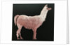 Llama, 2019 by Sarah Thompson-Engels
