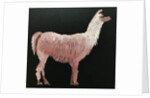 Llama, 2019 by Sarah Thompson-Engels
