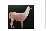 Llama, 2019 by Sarah Thompson-Engels