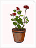 Geraniums in a flowerpot, 2019 by Sarah Thompson-Engels