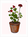 Geraniums in a flowerpot, 2019 by Sarah Thompson-Engels