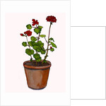 Geraniums in a flowerpot, 2019 by Sarah Thompson-Engels