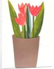 Tulips in a pot, 2018 by Sarah Thompson-Engels