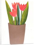 Tulips in a pot, 2018 by Sarah Thompson-Engels