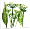 Cow Parsley in green, 2019 by Sarah Thompson-Engels