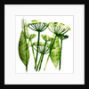 Cow Parsley in green, 2019 by Sarah Thompson-Engels