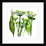 Cow Parsley in green, 2019 by Sarah Thompson-Engels