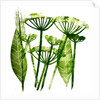 Cow Parsley in green, 2019 by Sarah Thompson-Engels