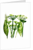 Cow Parsley in green, 2019 by Sarah Thompson-Engels