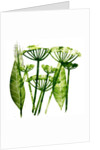 Cow Parsley in green, 2019 by Sarah Thompson-Engels