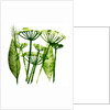 Cow Parsley in green, 2019 by Sarah Thompson-Engels