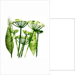 Cow Parsley in green, 2019 by Sarah Thompson-Engels