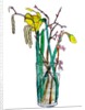 Daffodils and catkins, 2018 by Sarah Thompson-Engels