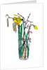 Daffodils and catkins, 2018 by Sarah Thompson-Engels
