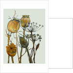 Dried seed heads,2019 by Sarah Thompson-Engels