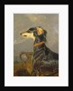 A Saluki Dog, 1840-44 by Edwin Landseer