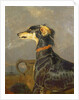 A Saluki Dog, 1840-44 by Edwin Landseer