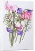 Ten Sweet Peas with Tendrils, 2012 by Joan Thewsey