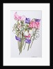 Ten Sweet Peas with Tendrils, 2012 by Joan Thewsey