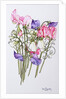 Ten Sweet Peas with Tendrils, 2012 by Joan Thewsey