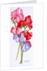 Three Sweet Peas, 2011 by Joan Thewsey