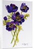 Anemones, 2011 by Joan Thewsey