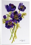 Anemones, 2011 by Joan Thewsey