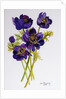 Anemones, 2011 by Joan Thewsey