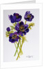 Anemones, 2011 by Joan Thewsey