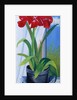 Amaryllis in a Blue Bowl, 2011 by Joan Thewsey