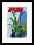 Amaryllis in a Blue Bowl, 2011 by Joan Thewsey